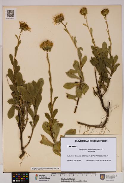 Haplopappus grindelioides [Espécimen: UDEC:CONC:0054561]