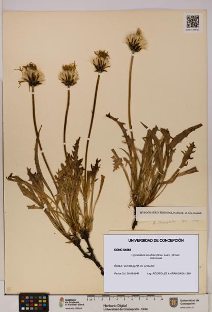 Hypochaeris tenuifolia [Espécimen: UDEC:CONC:0054562]