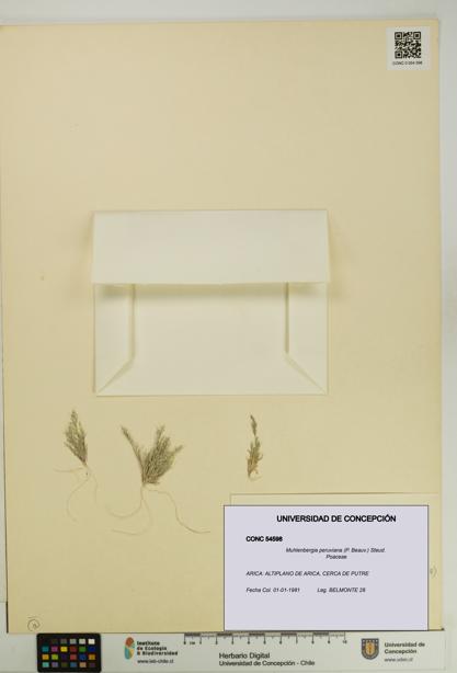 Muhlenbergia peruviana [Espécimen: UDEC:CONC:0054598]