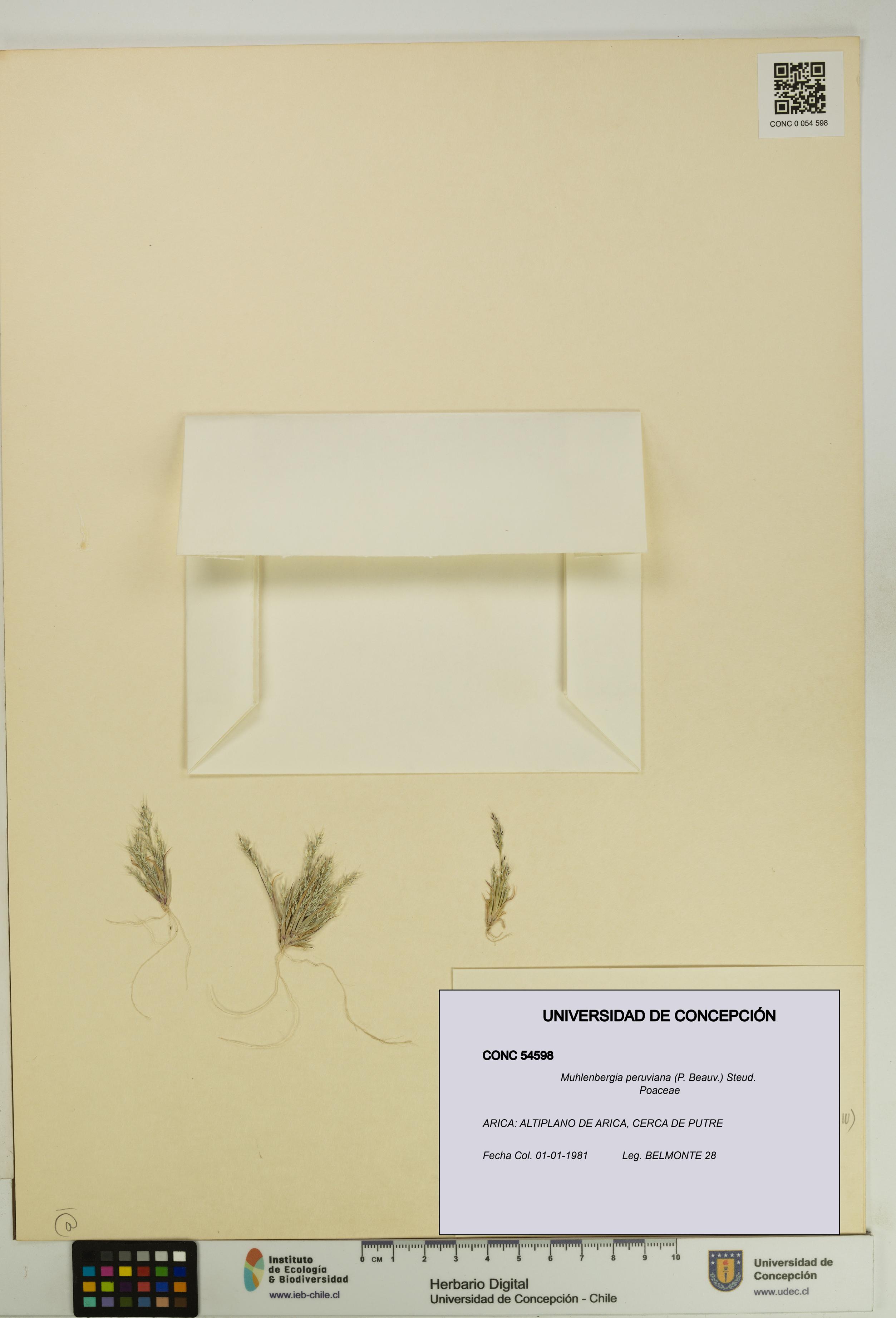 Muhlenbergia peruviana [Espécimen: UDEC:CONC:0054598]