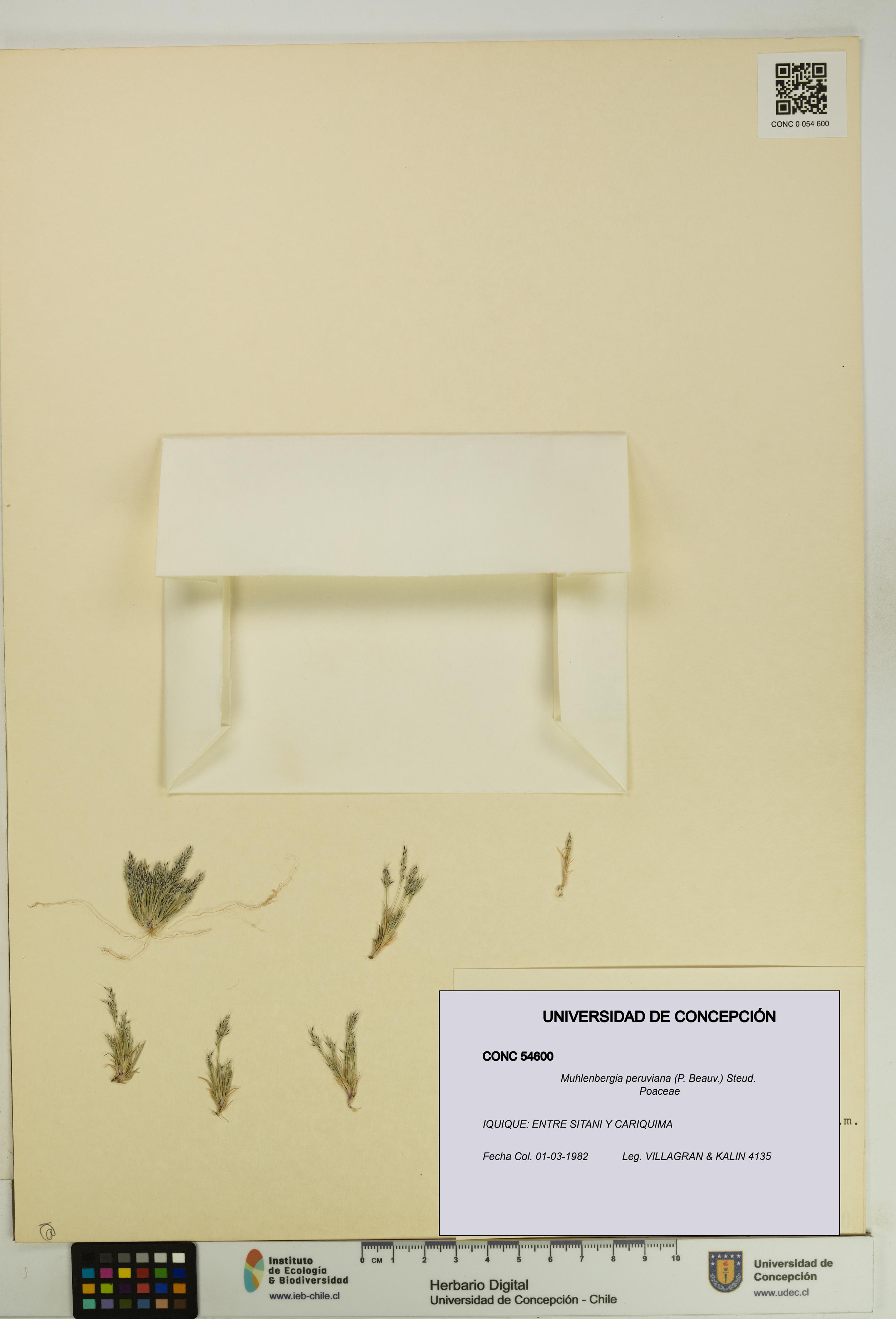 Muhlenbergia peruviana [Espécimen: UDEC:CONC:0054600]