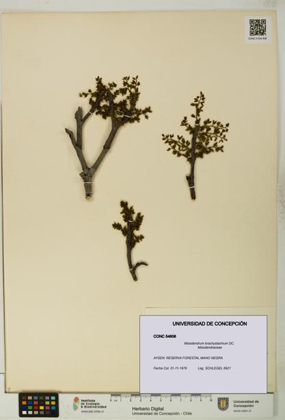 Misodendrum brachystachium [Espécimen: UDEC:CONC:0054606]