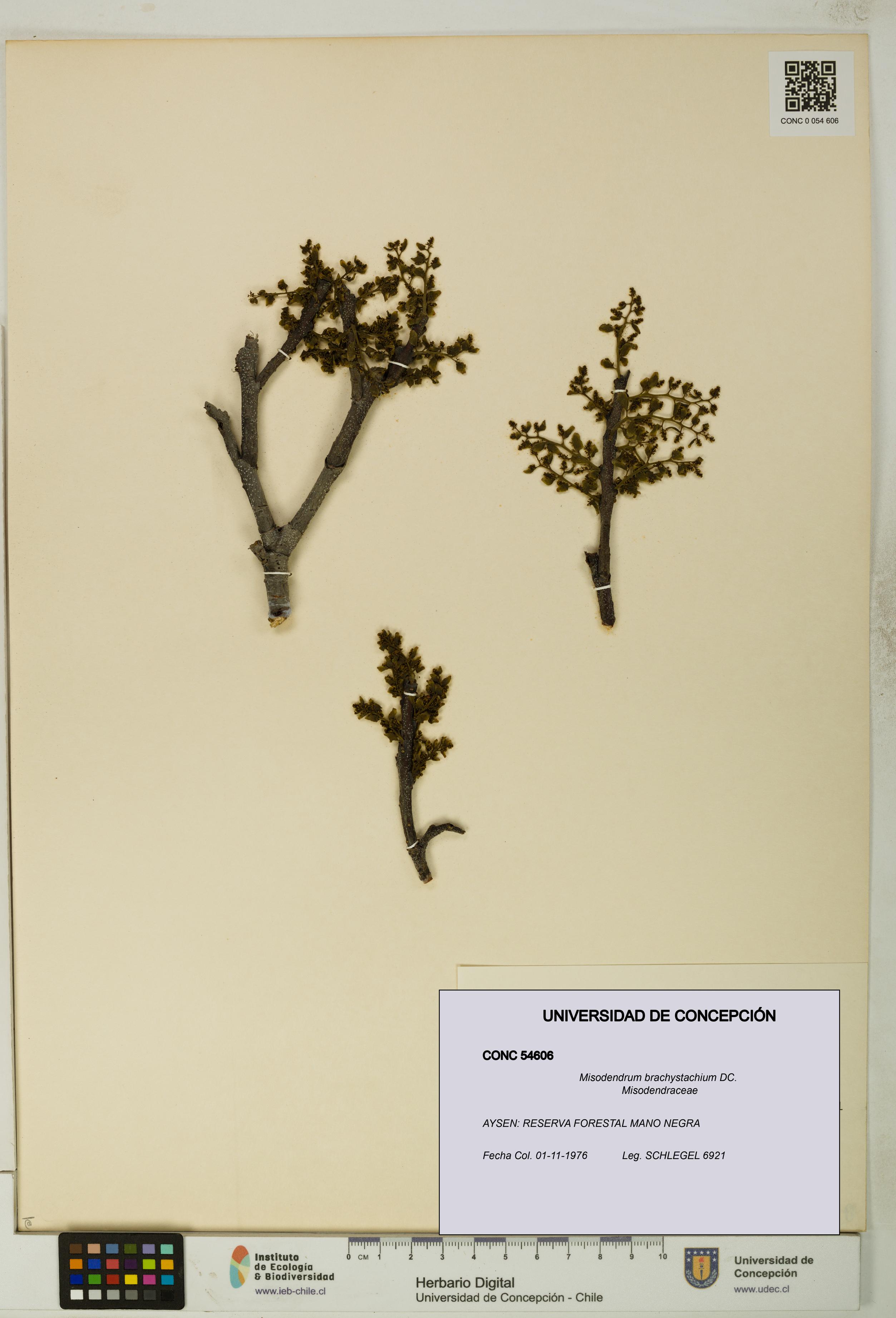 Misodendrum brachystachium [Espécimen: UDEC:CONC:0054606]