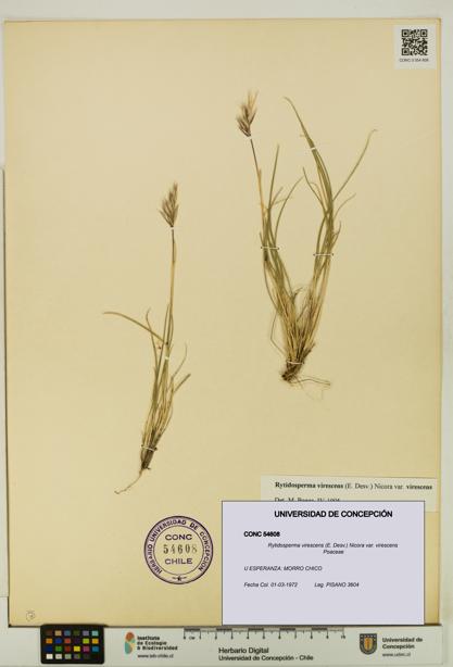 Rytidosperma virescens var. virescens [Espécimen: UDEC:CONC:0054608]