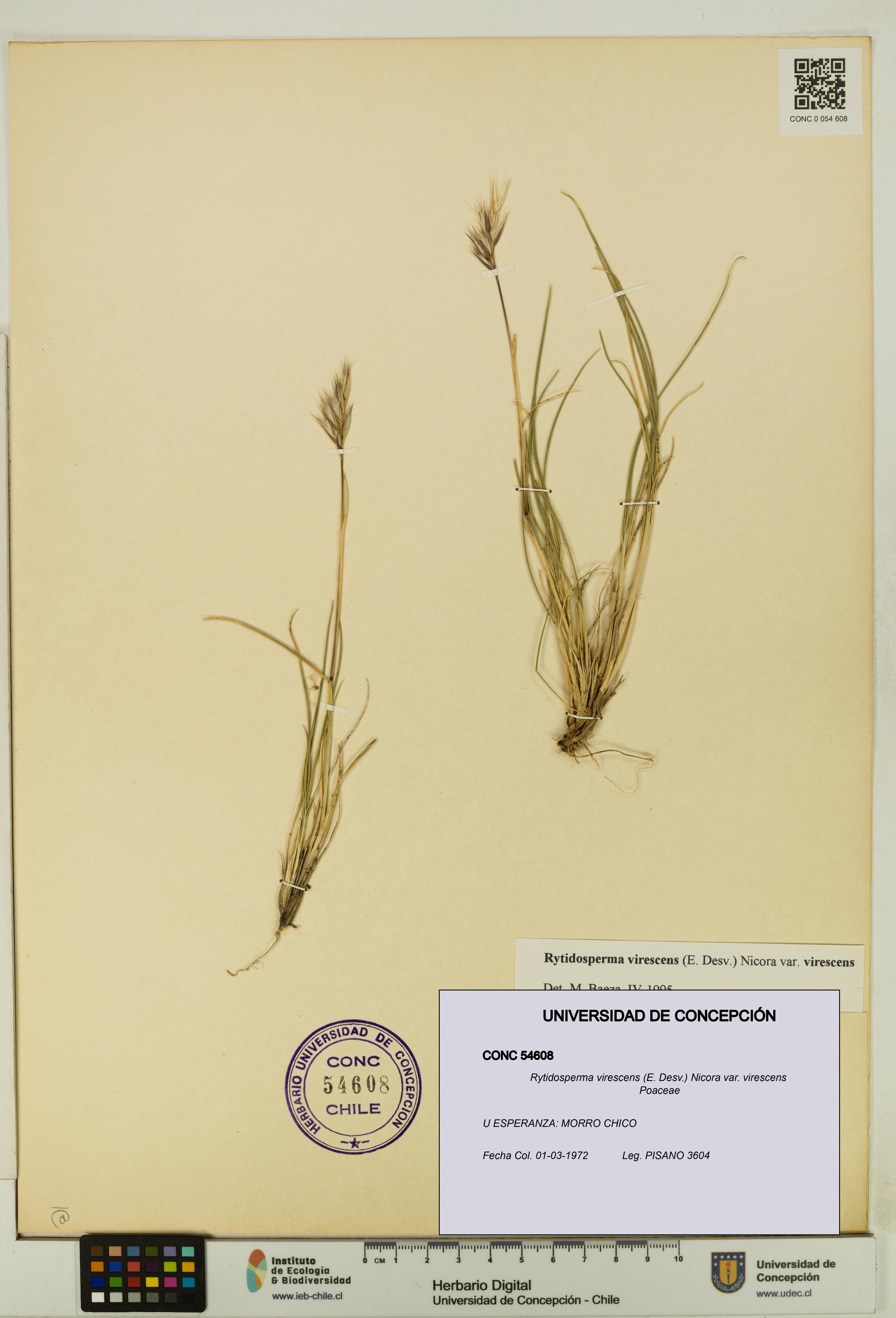 Rytidosperma virescens var. virescens [Espécimen: UDEC:CONC:0054608]