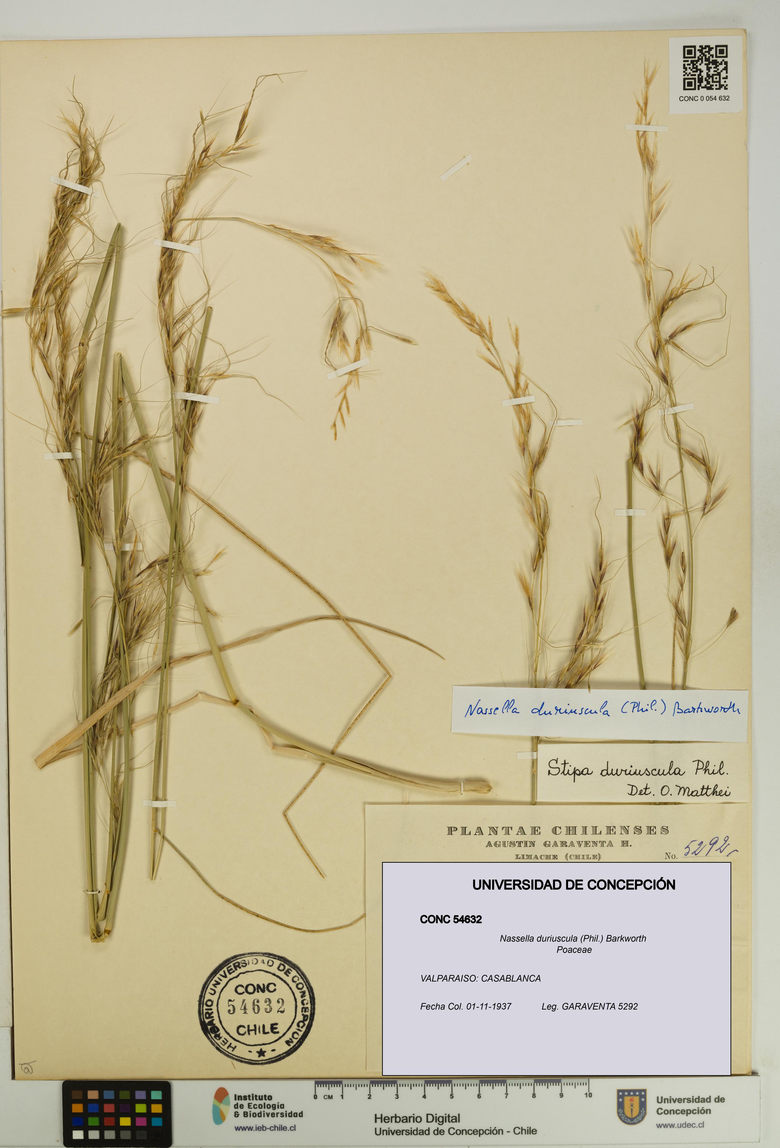 Nassella duriuscula [Espécimen: UDEC:CONC:0054632]