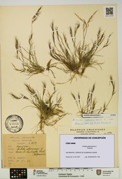 Aristida adscensionis [Espécimen: UDEC:CONC:0054646]