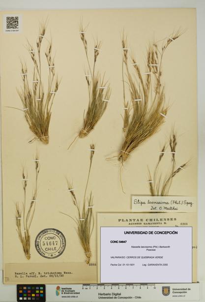 Nassella laevissima [Espécimen: UDEC:CONC:0054647]
