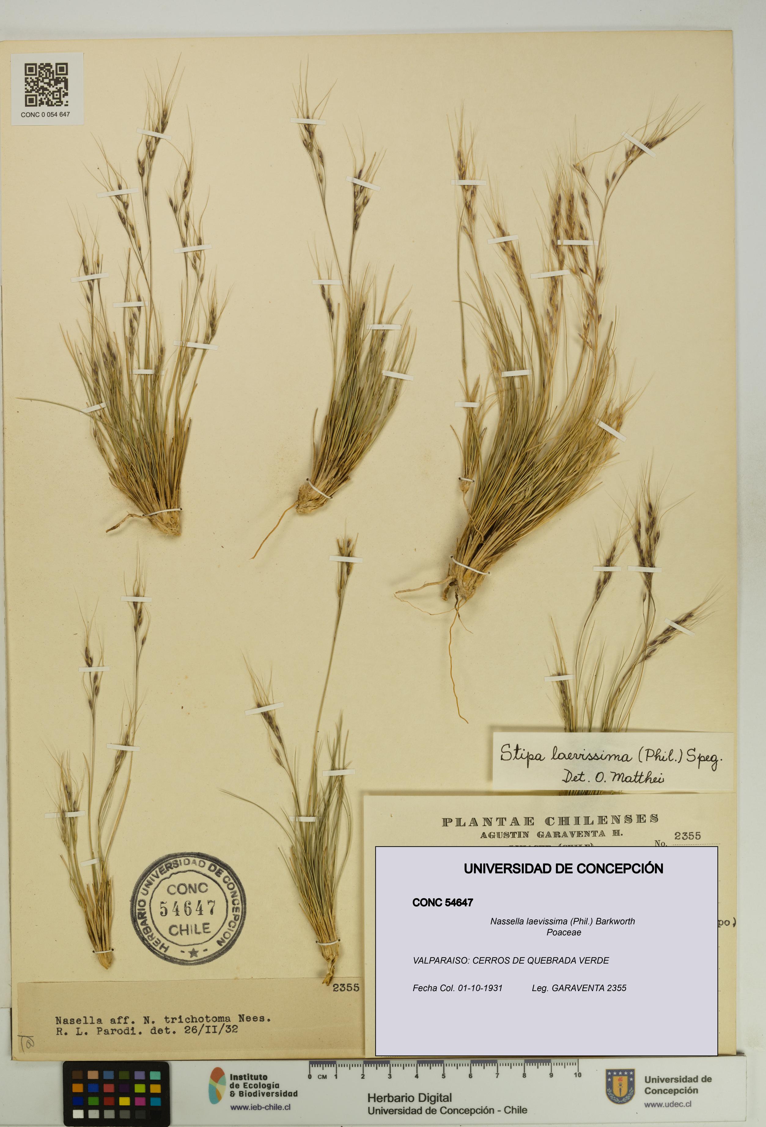 Nassella laevissima [Espécimen: UDEC:CONC:0054647]