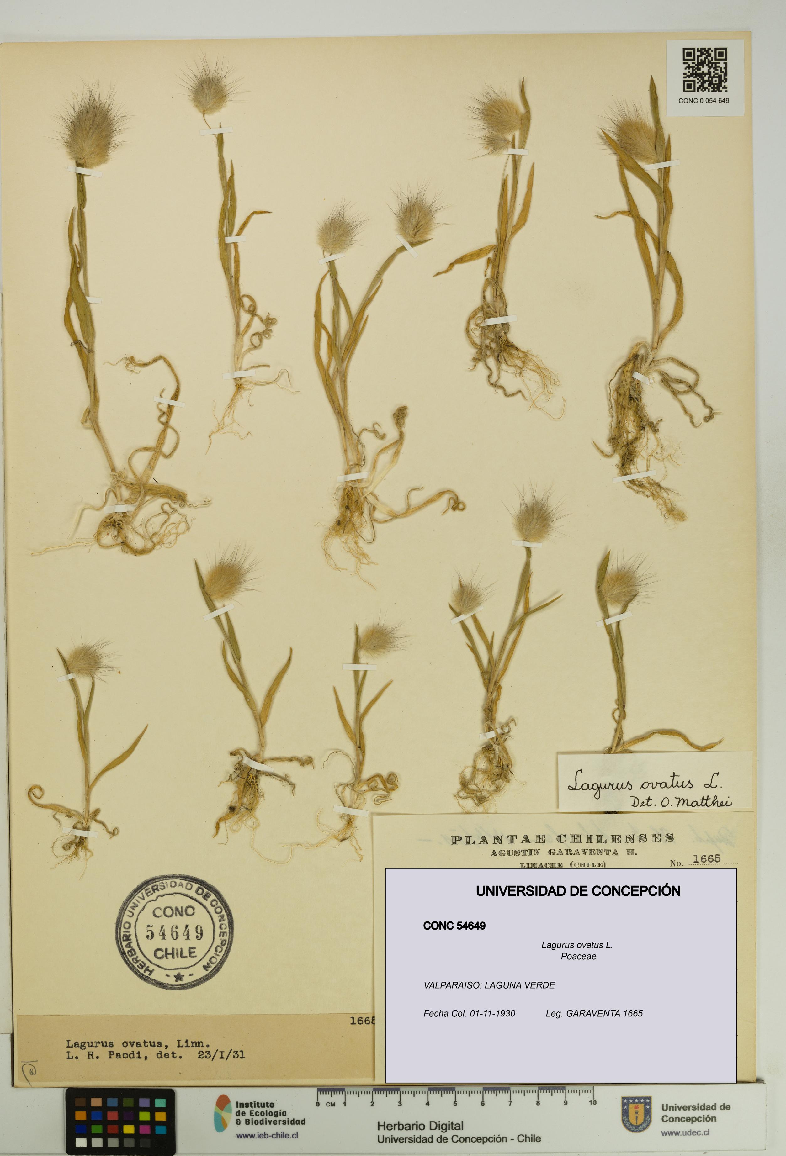 Lagurus ovatus [Espécimen: UDEC:CONC:0054649]