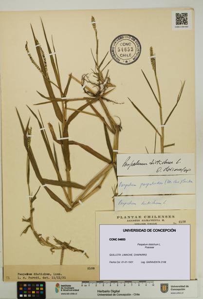 Paspalum distichum [Espécimen: UDEC:CONC:0054653]