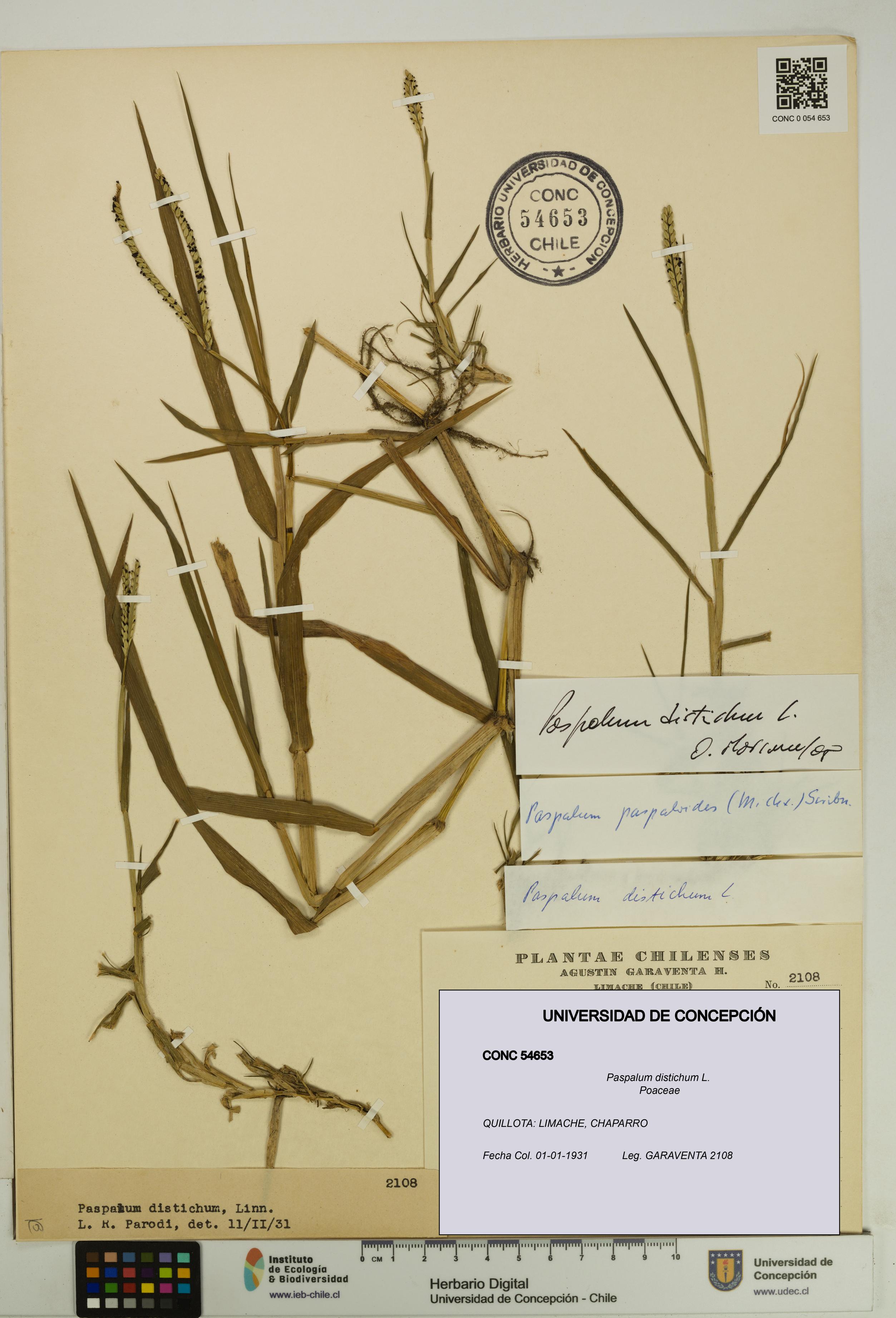 Paspalum distichum [Espécimen: UDEC:CONC:0054653]