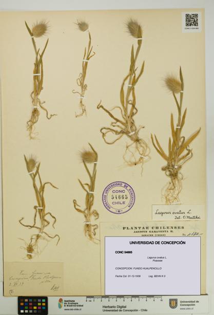 Lagurus ovatus [Espécimen: UDEC:CONC:0054665]