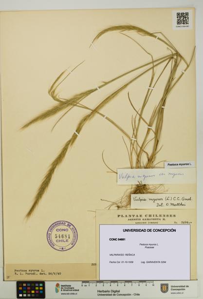 Festuca myuros [Espécimen: UDEC:CONC:0054681]