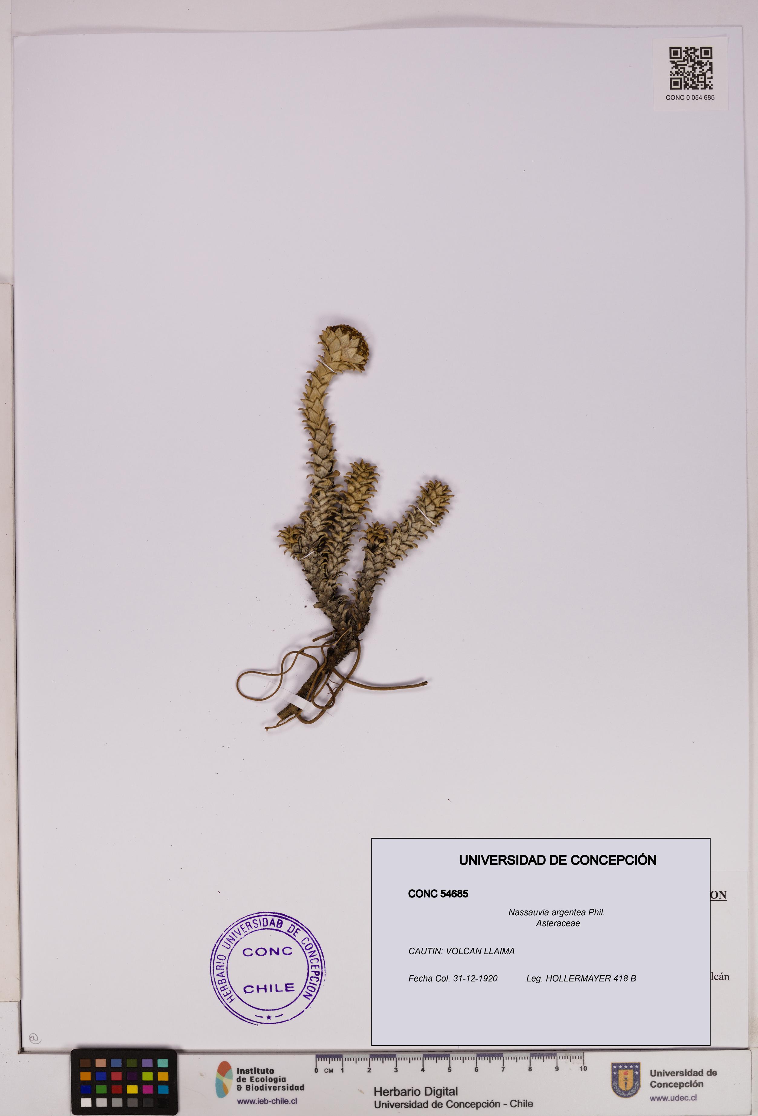 Nassauvia argentea [Espécimen: UDEC:CONC:0054685]