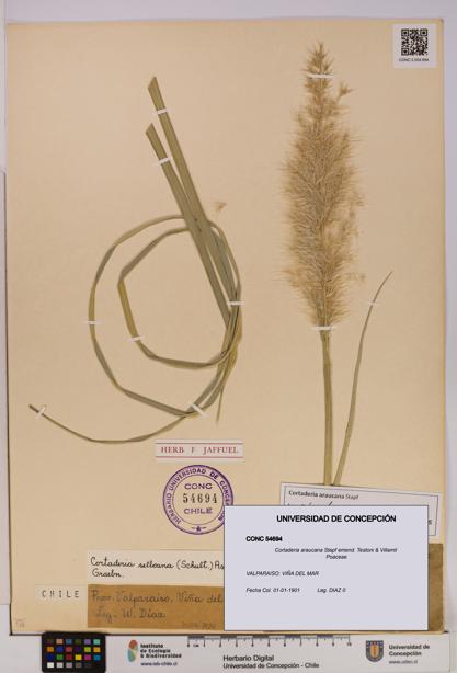 Cortaderia araucana [Espécimen: UDEC:CONC:0054694]