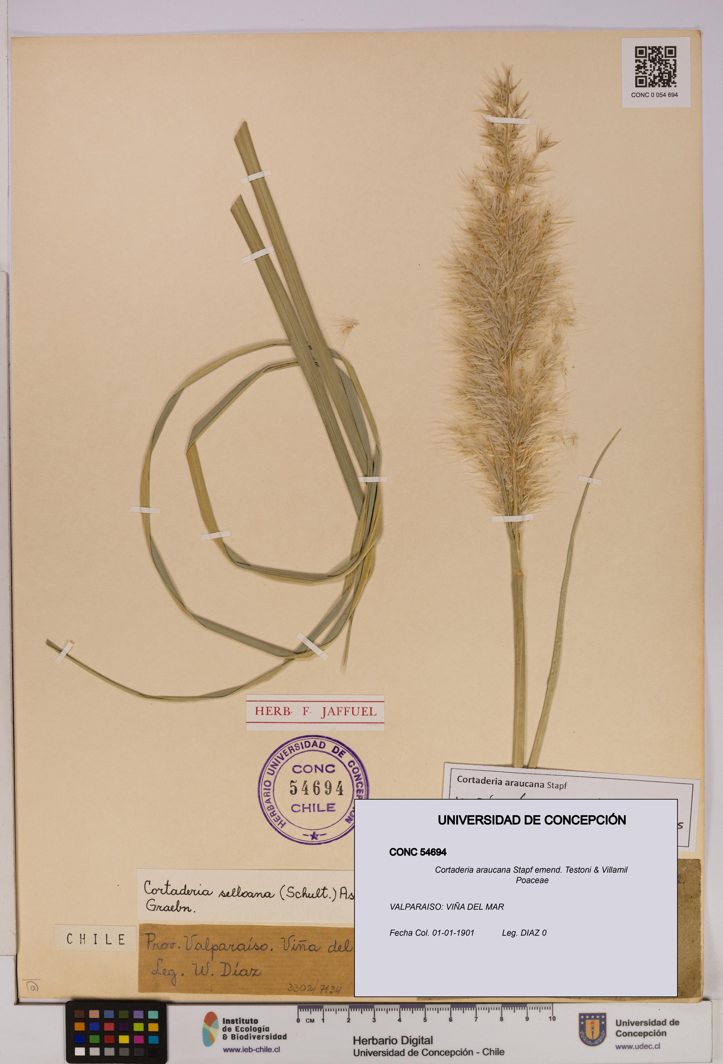 Cortaderia araucana [Espécimen: UDEC:CONC:0054694]