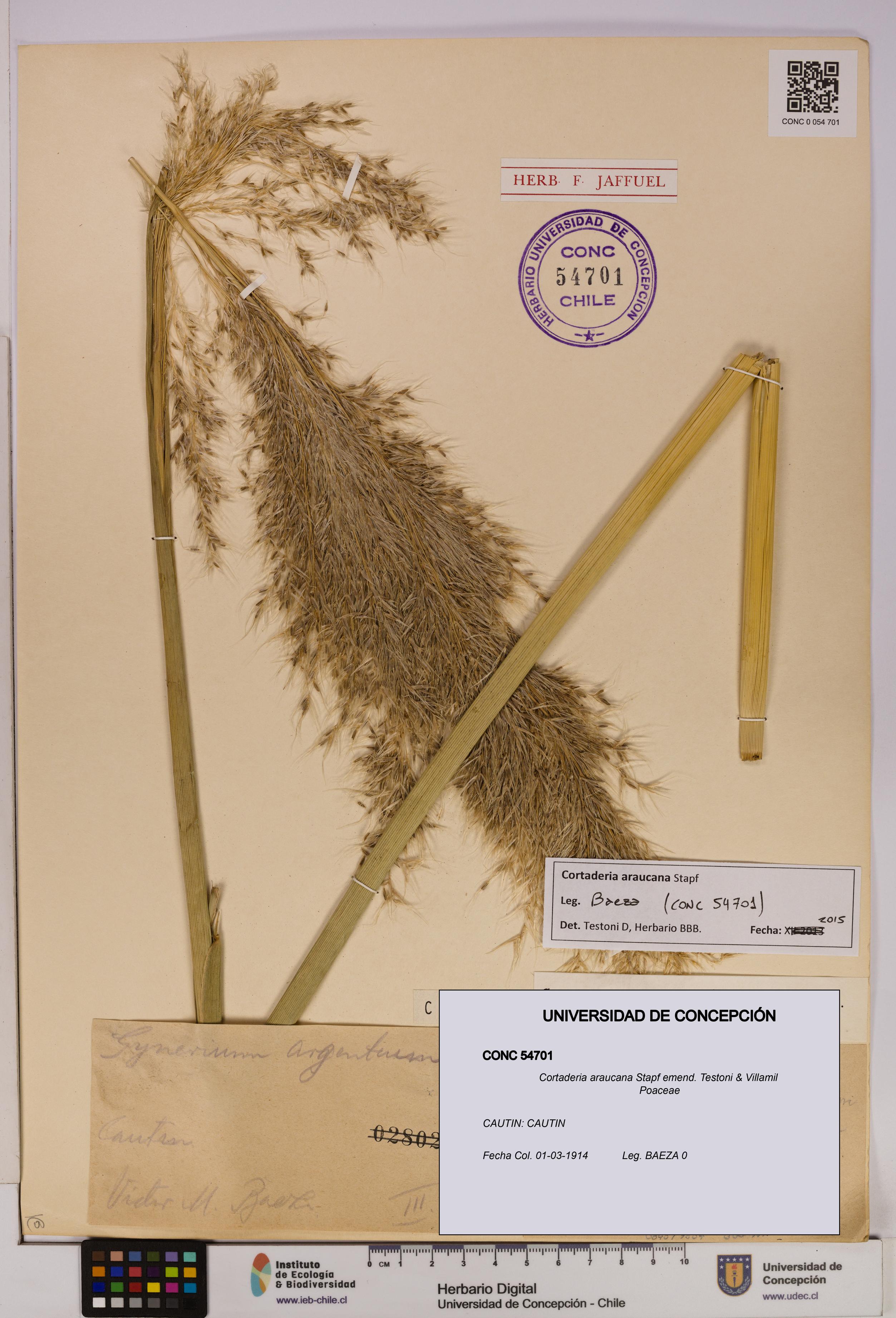 Cortaderia araucana [Espécimen: UDEC:CONC:0054701]