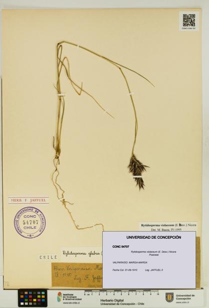 Rytidosperma violaceum [Espécimen: UDEC:CONC:0054707]