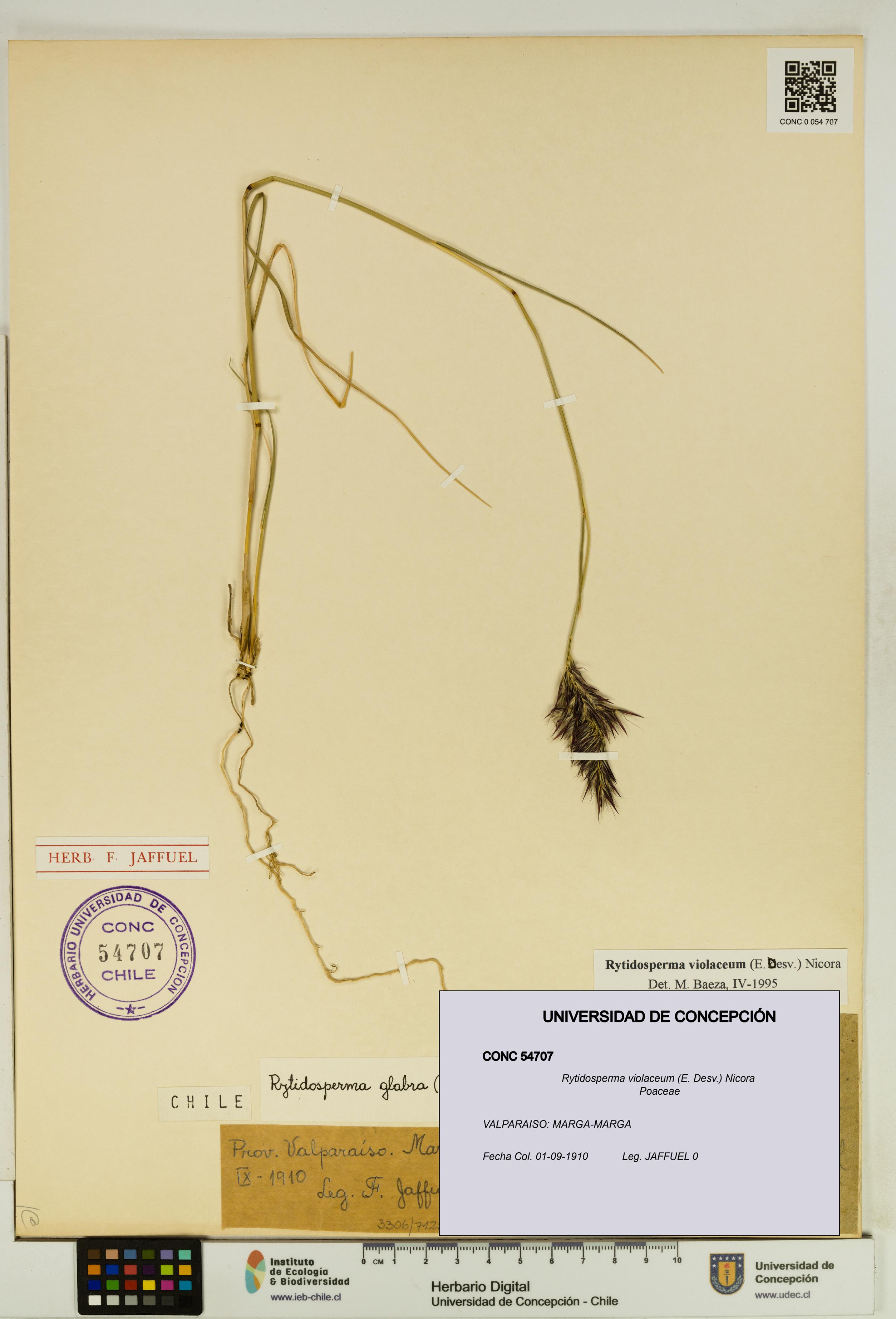Rytidosperma violaceum [Espécimen: UDEC:CONC:0054707]