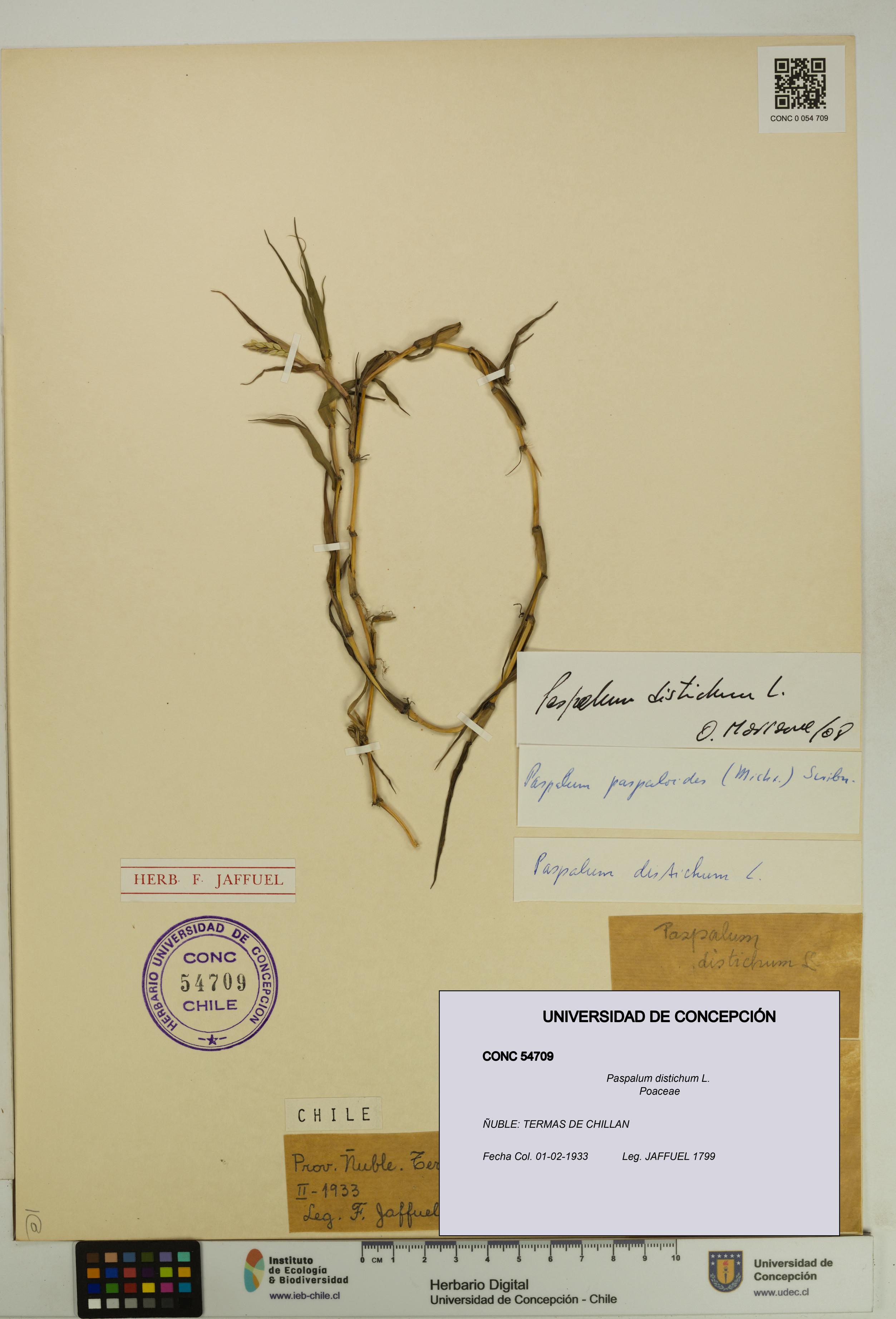 Paspalum distichum [Espécimen: UDEC:CONC:0054709]