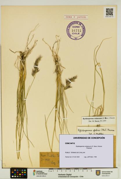 Rytidosperma violaceum [Espécimen: UDEC:CONC:0054712]