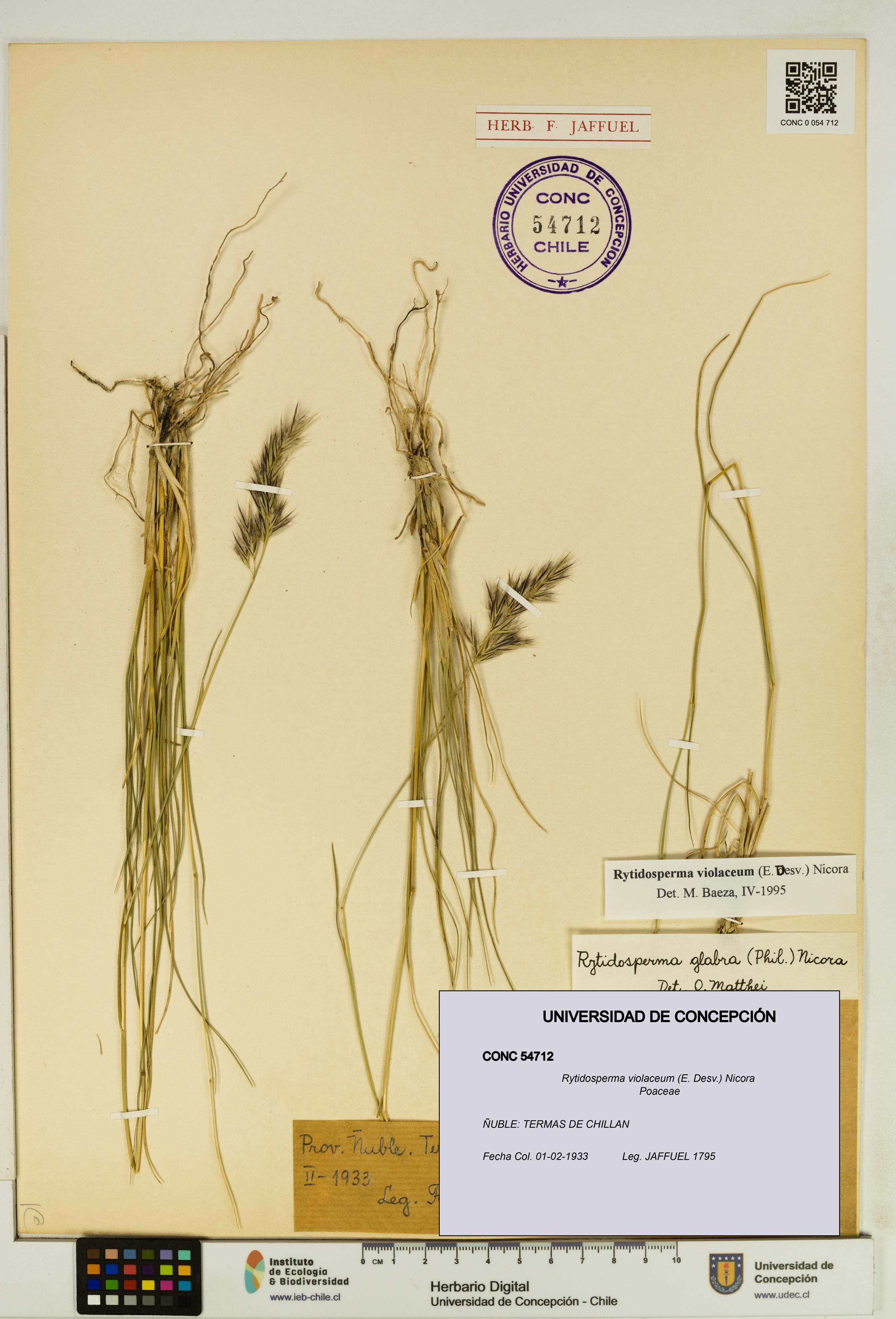 Rytidosperma violaceum [Espécimen: UDEC:CONC:0054712]