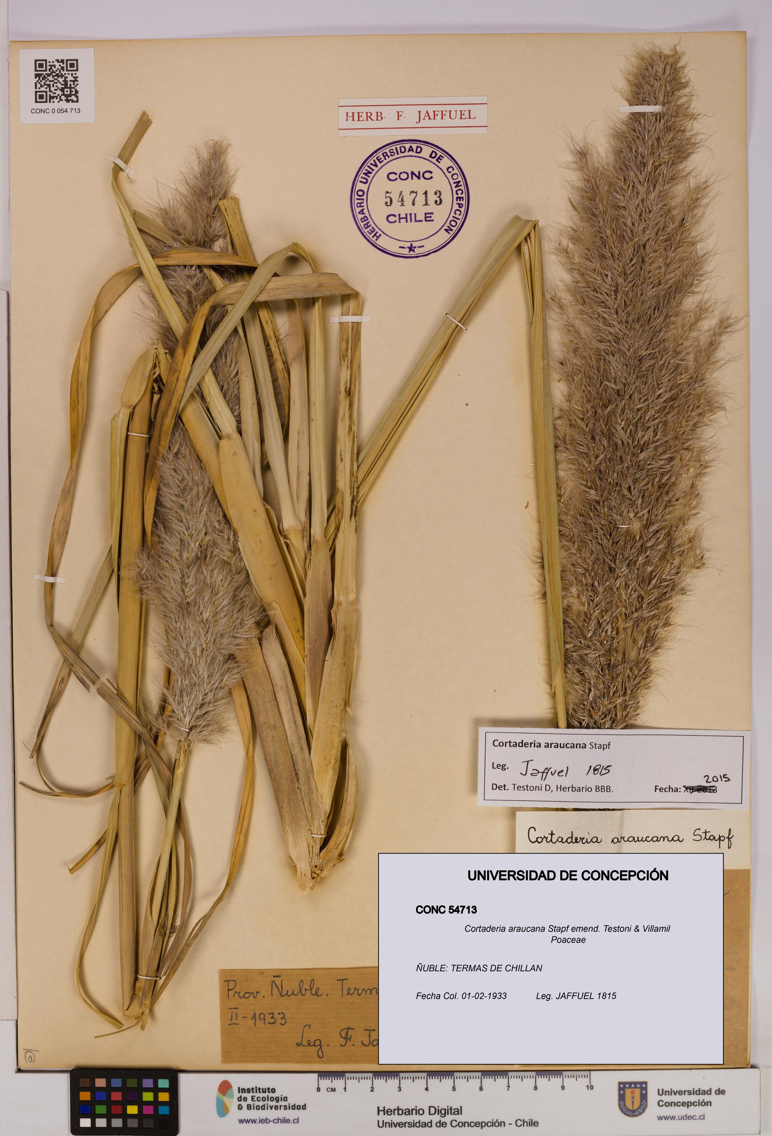 Cortaderia araucana [Espécimen: UDEC:CONC:0054713]