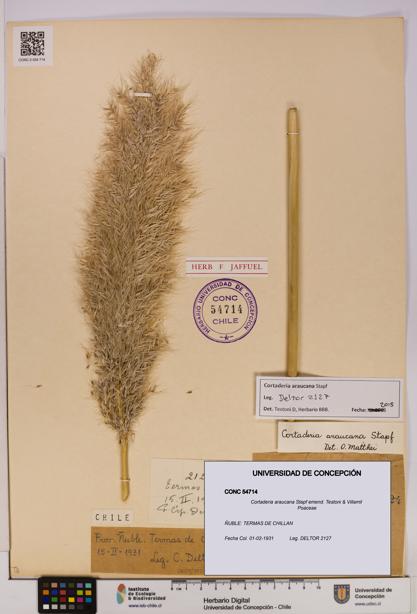 Cortaderia araucana [Espécimen: UDEC:CONC:0054714]
