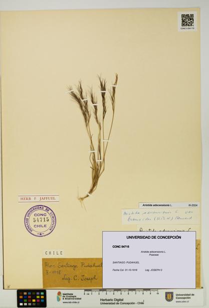 Aristida adscensionis [Espécimen: UDEC:CONC:0054715]