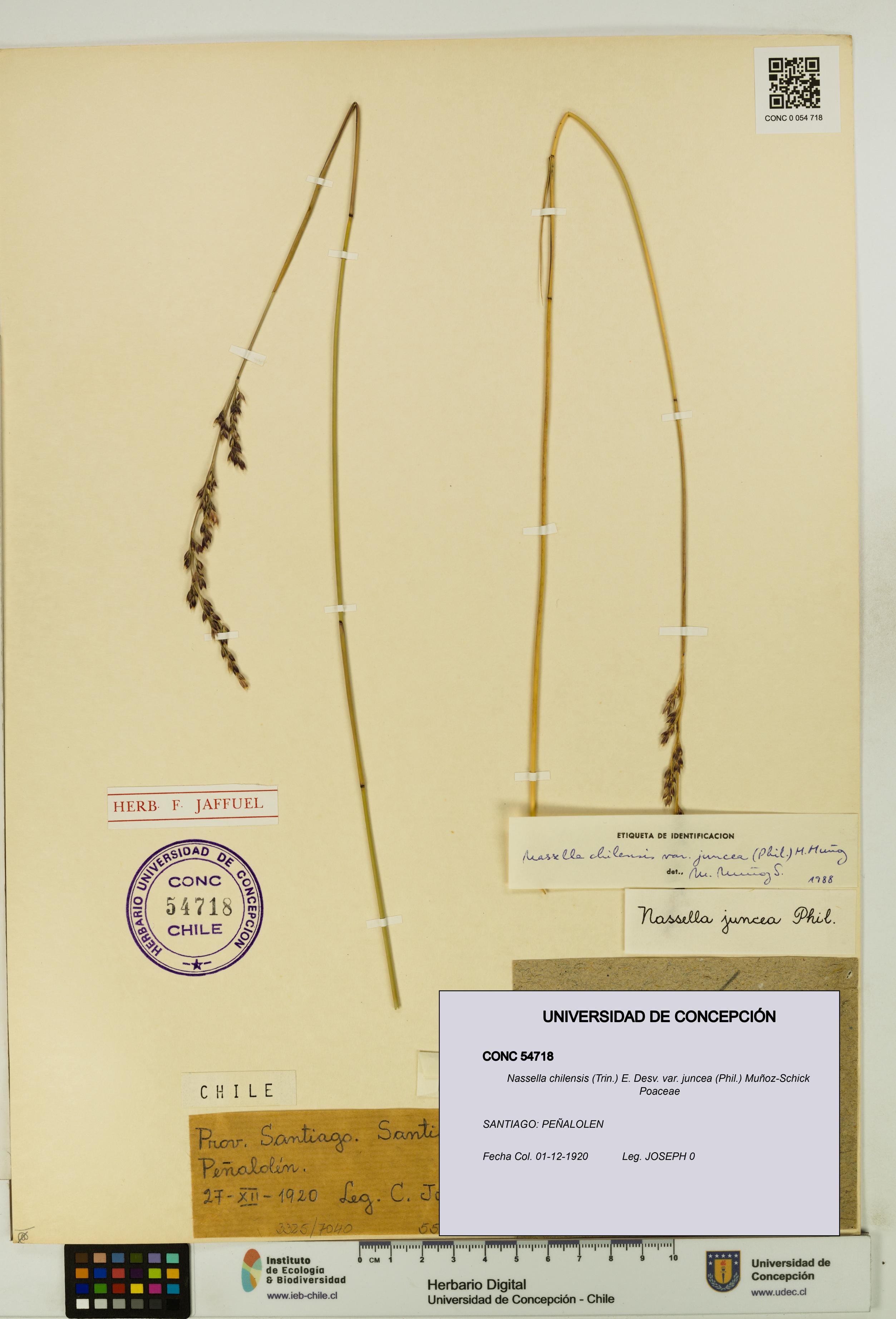 Nassella chilensis var. juncea [Espécimen: UDEC:CONC:0054718]