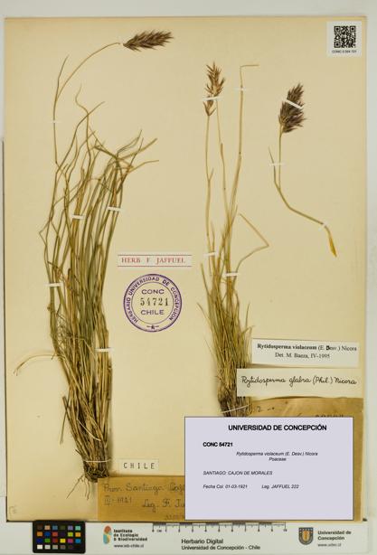 Rytidosperma violaceum [Espécimen: UDEC:CONC:0054721]