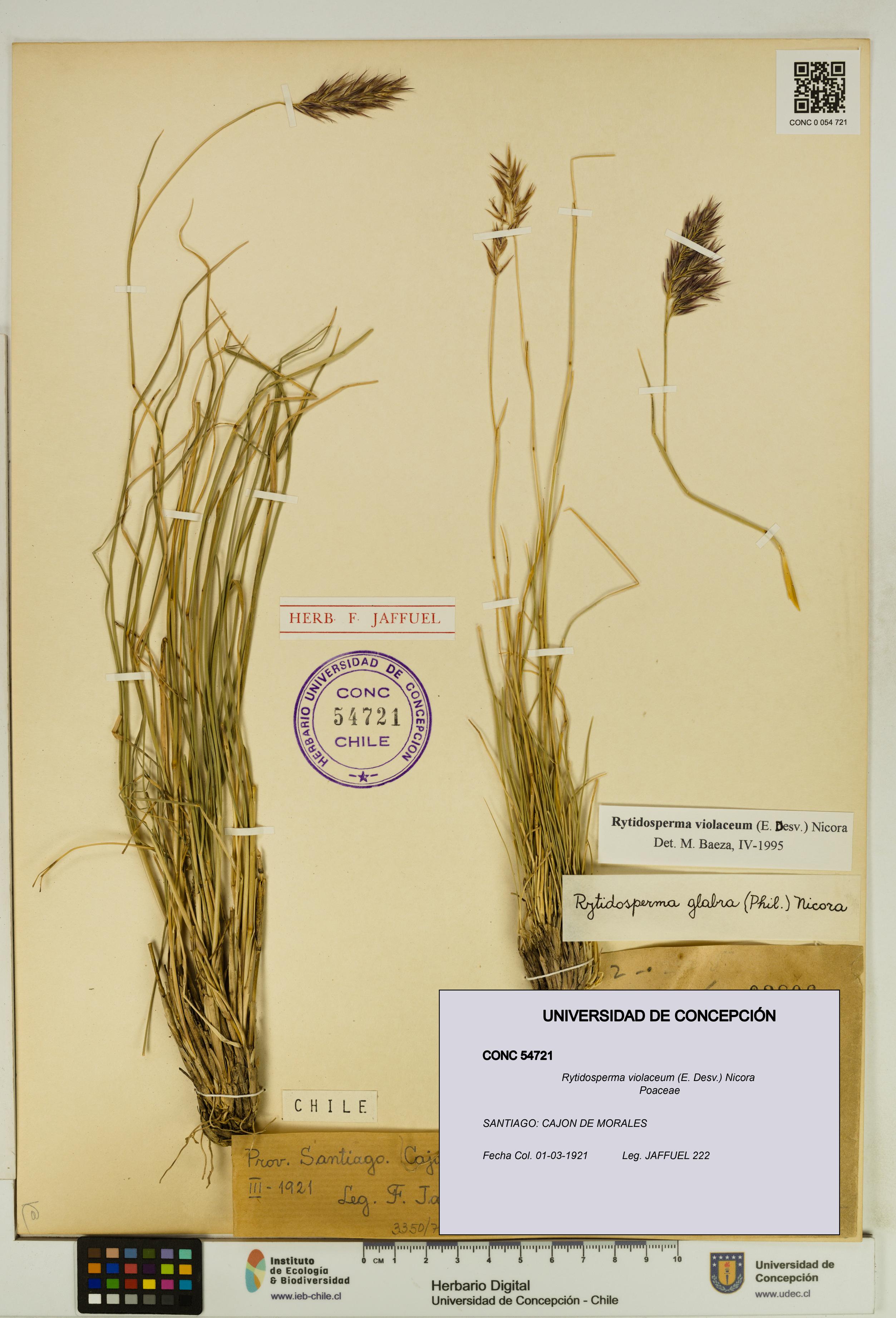 Rytidosperma violaceum [Espécimen: UDEC:CONC:0054721]