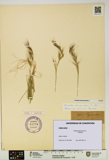 Aristida adscensionis [Espécimen: UDEC:CONC:0054723]