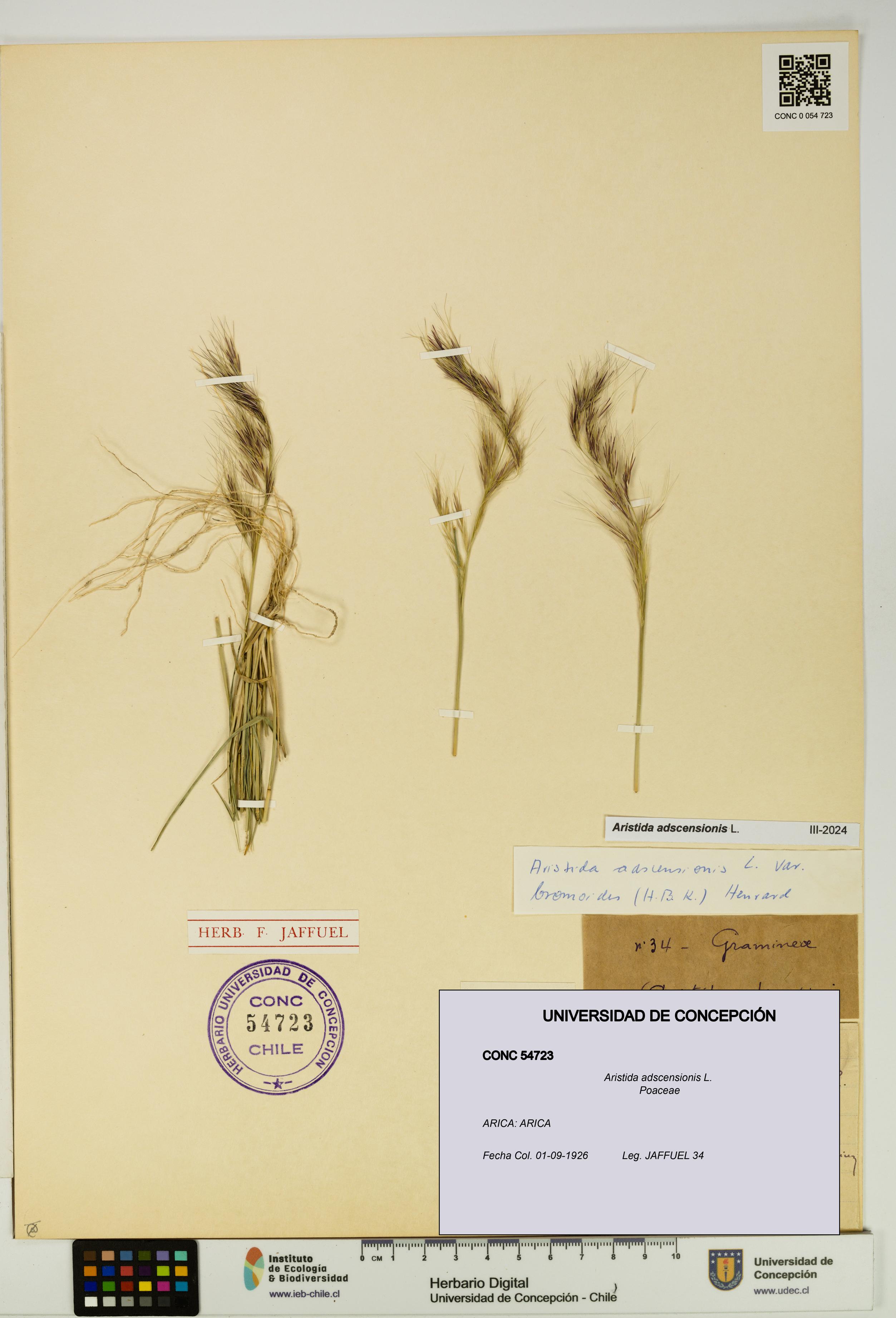 Aristida adscensionis [Espécimen: UDEC:CONC:0054723]