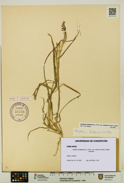 Sorghum halepense var. muticum [Espécimen: UDEC:CONC:0054724]