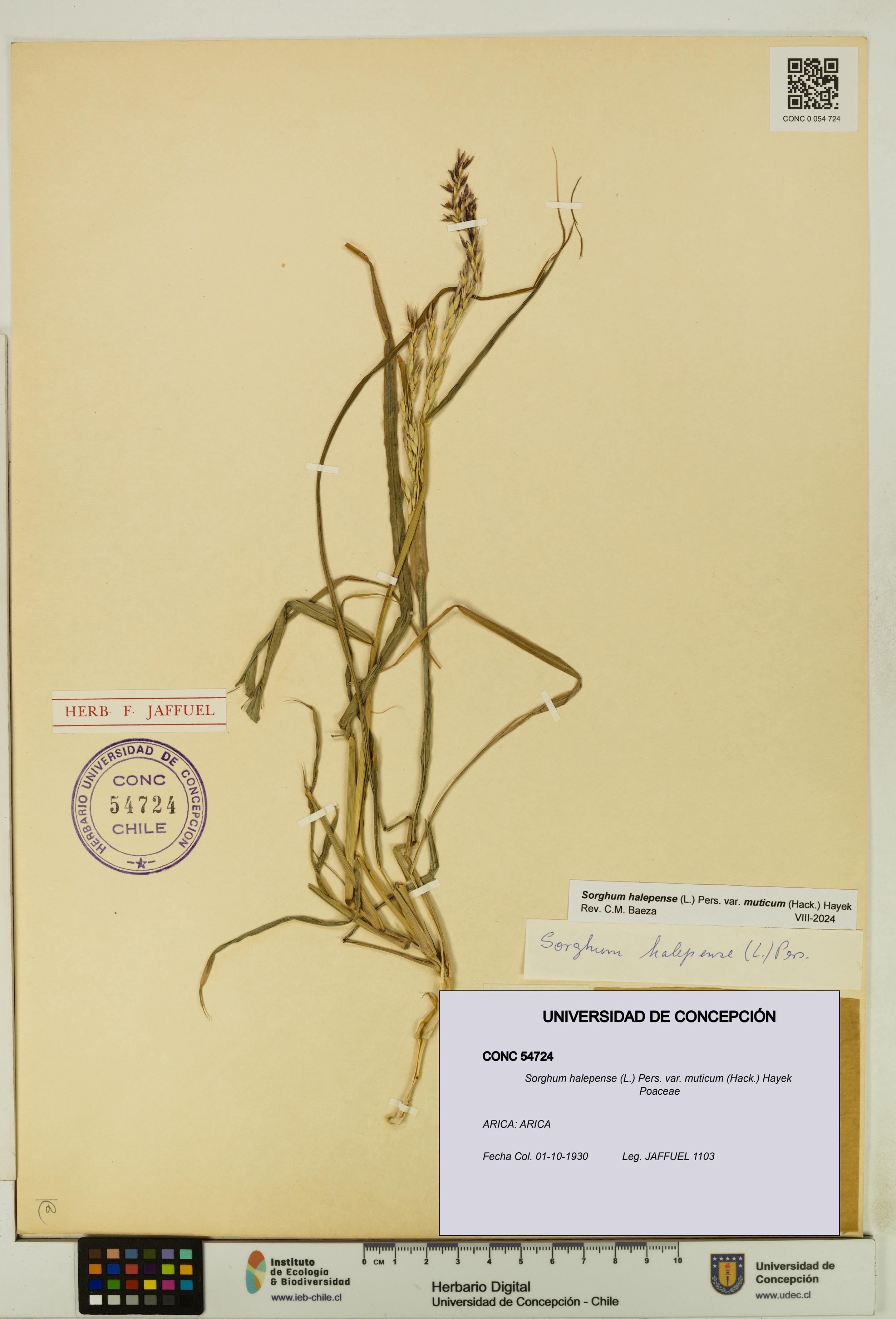 Sorghum halepense var. muticum [Espécimen: UDEC:CONC:0054724]