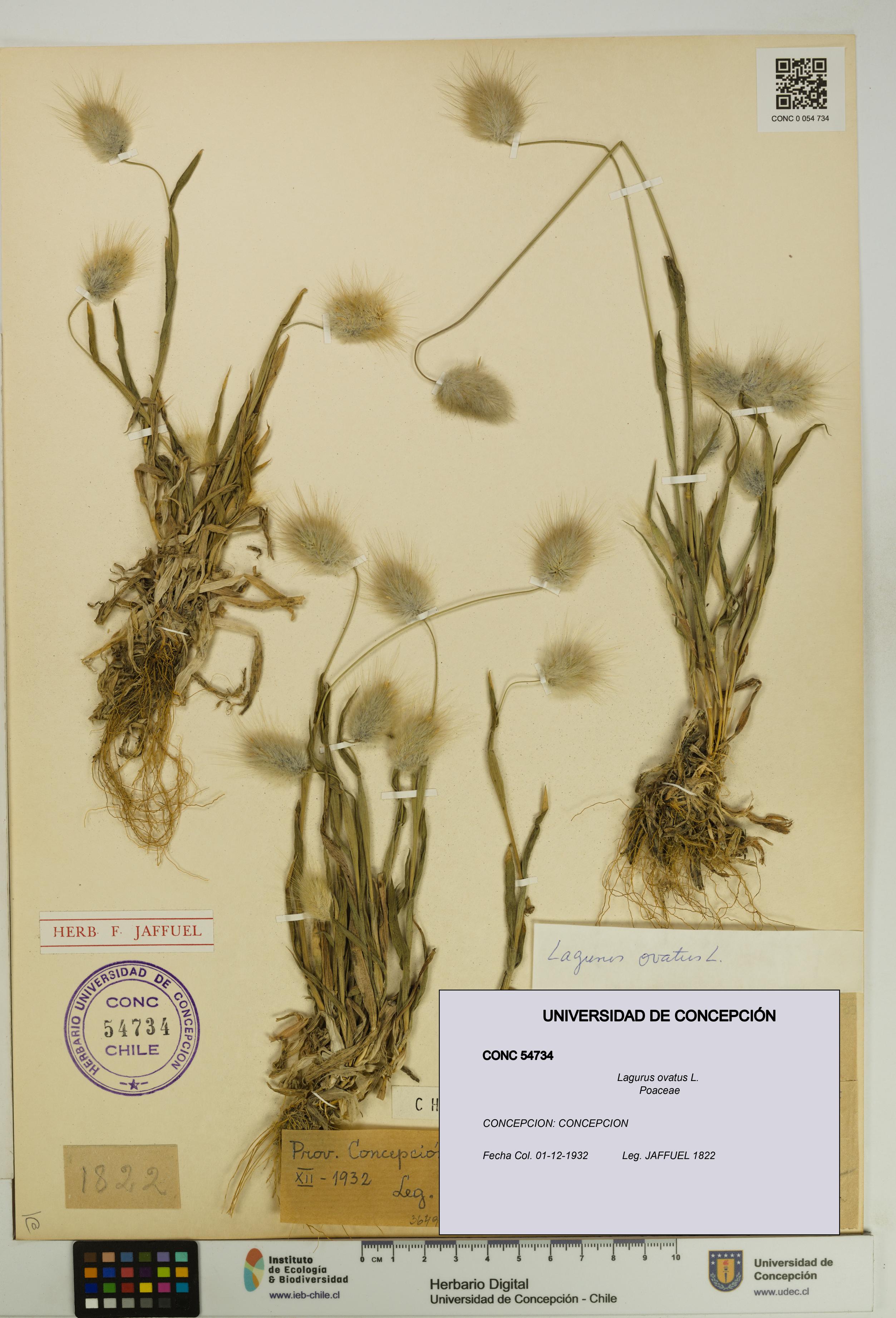 Lagurus ovatus [Espécimen: UDEC:CONC:0054734]