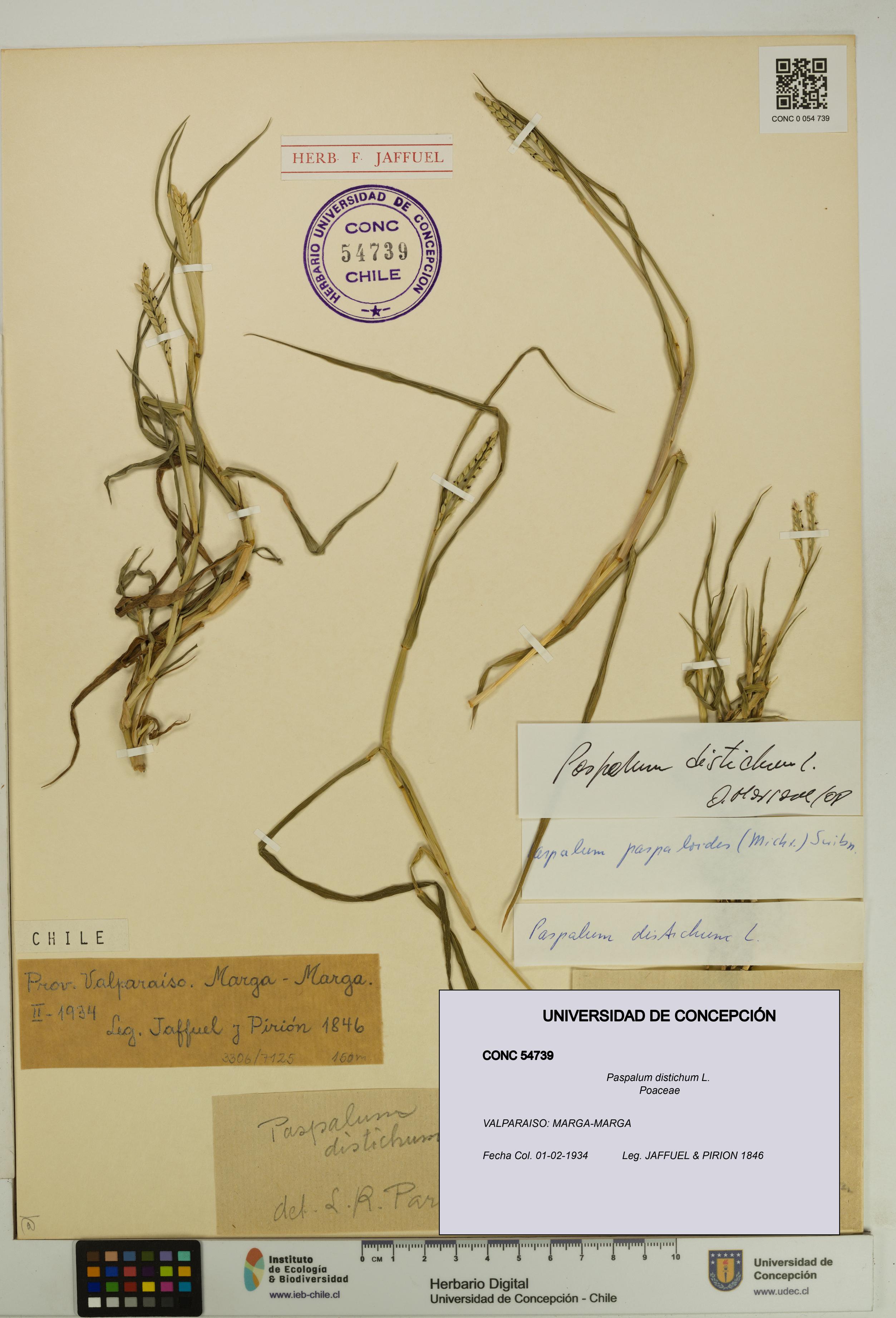 Paspalum distichum [Espécimen: UDEC:CONC:0054739]