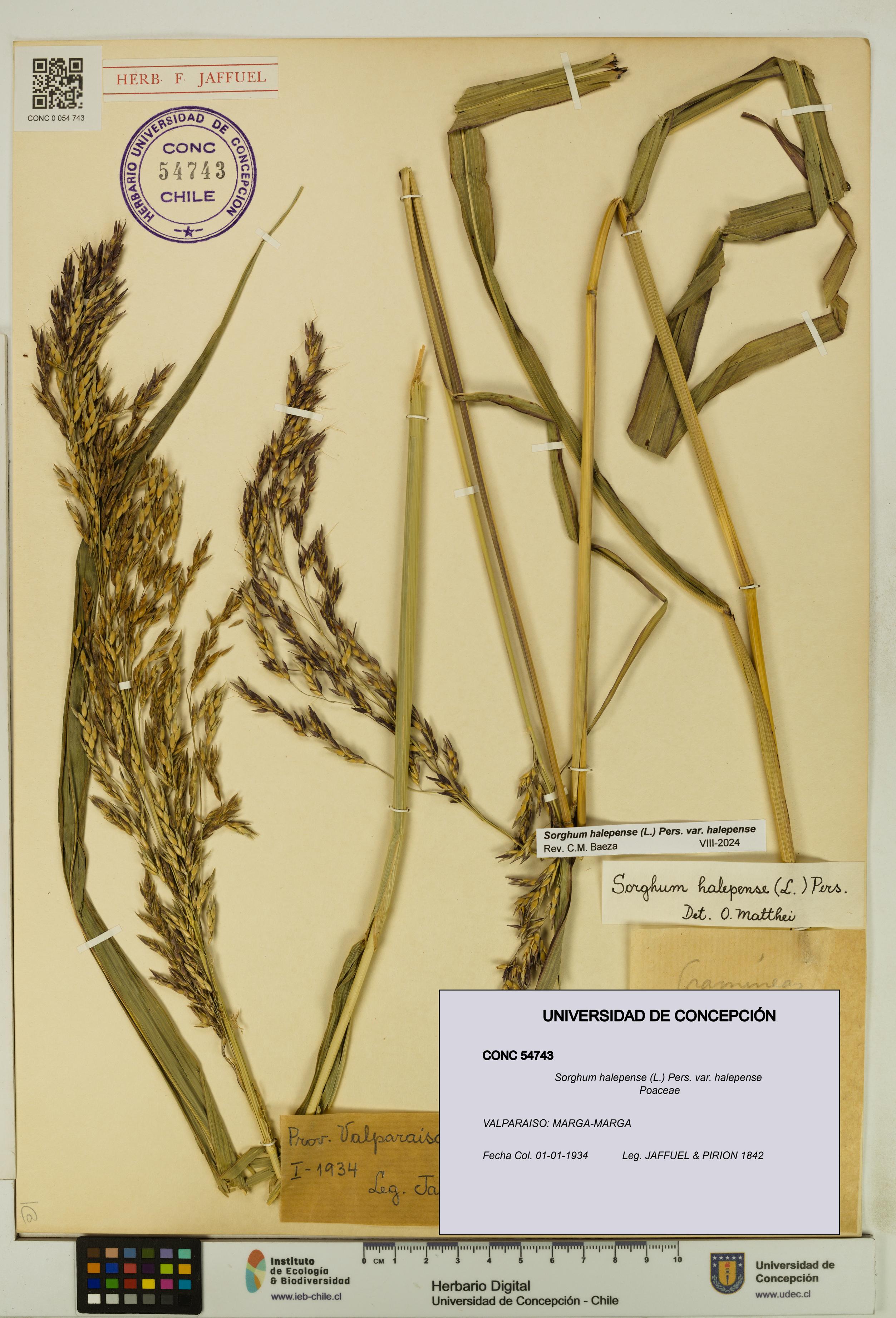 Sorghum halepense var. halepense [Espécimen: UDEC:CONC:0054743]