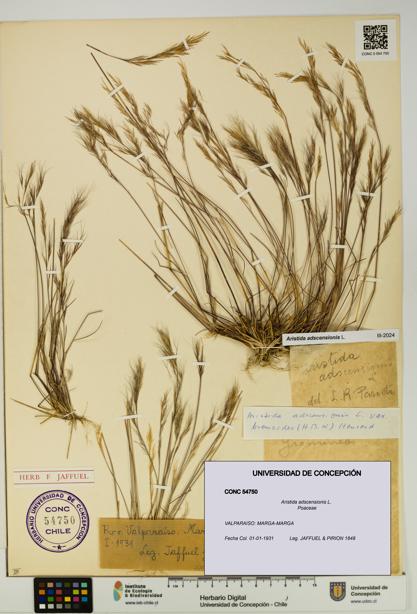 Aristida adscensionis [Espécimen: UDEC:CONC:0054750]