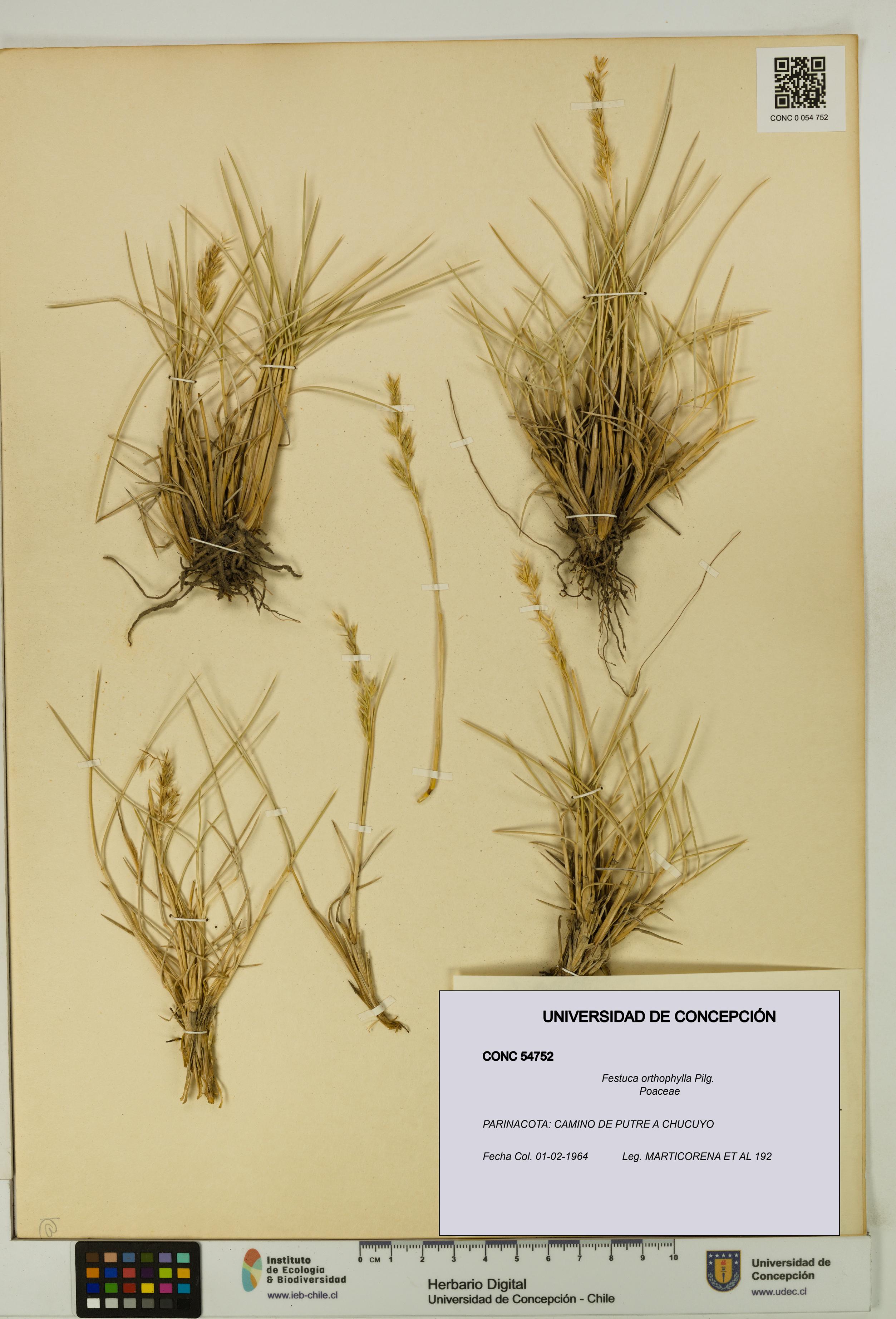 Festuca orthophylla [Espécimen: UDEC:CONC:0054752]
