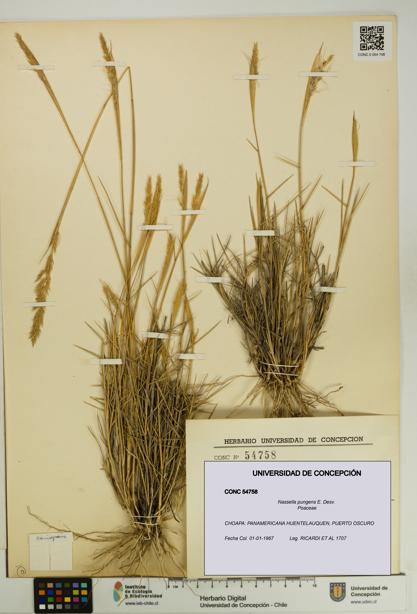 Nassella pungens [Espécimen: UDEC:CONC:0054758]