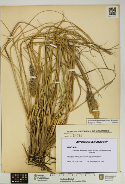 Cortaderia egmontiana [Espécimen: UDEC:CONC:0054761]