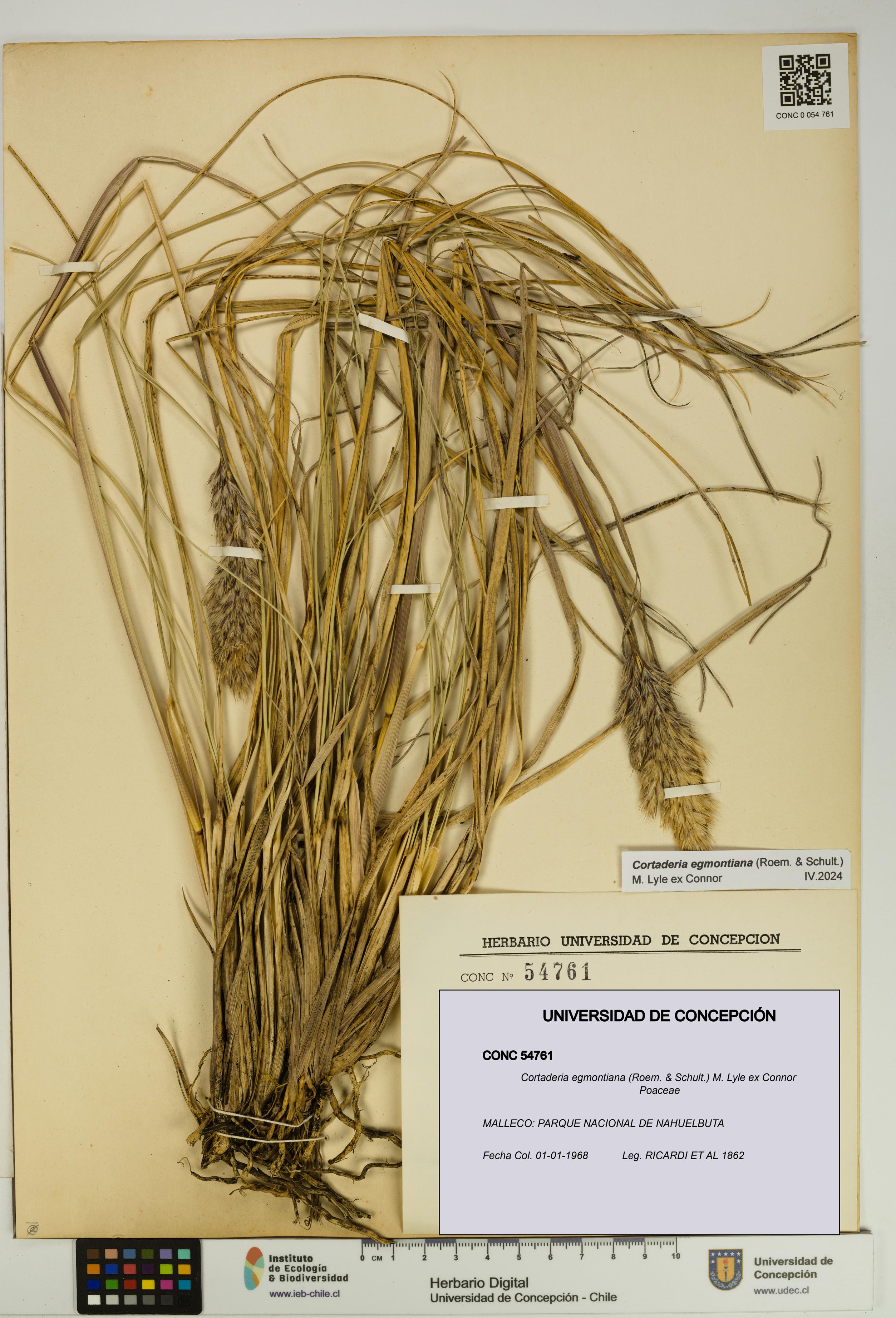 Cortaderia egmontiana [Espécimen: UDEC:CONC:0054761]