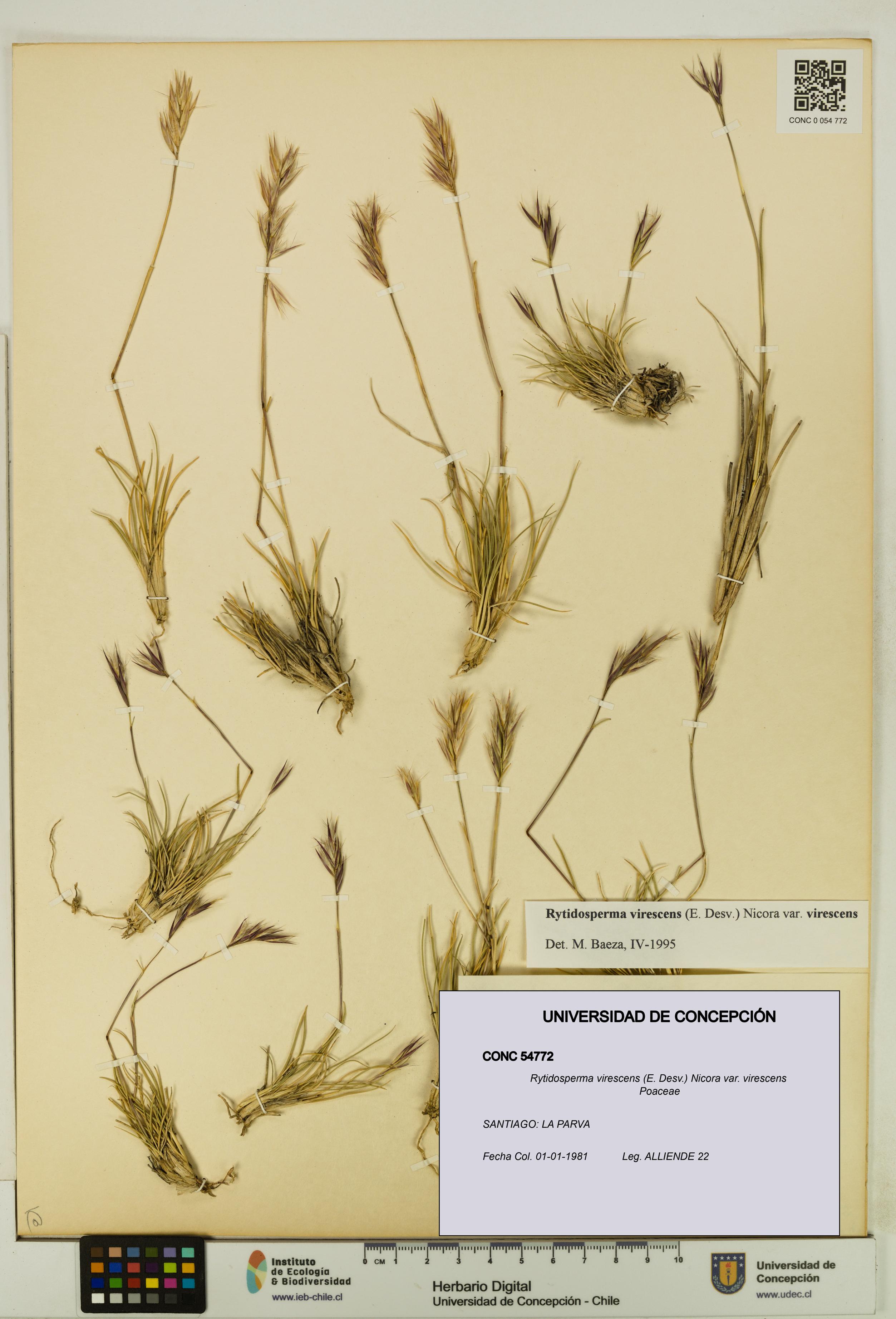 Rytidosperma virescens var. virescens [Espécimen: UDEC:CONC:0054772]