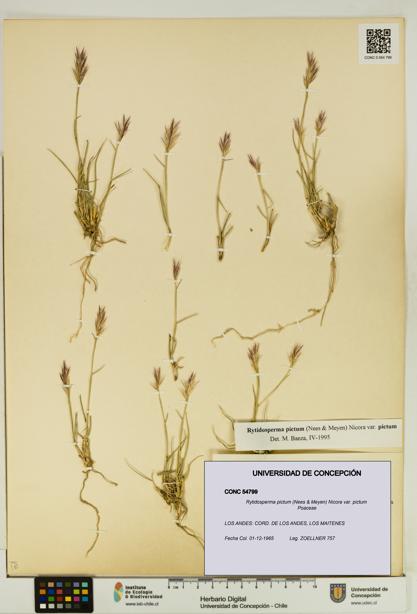Rytidosperma pictum var. pictum [Espécimen: UDEC:CONC:0054799]