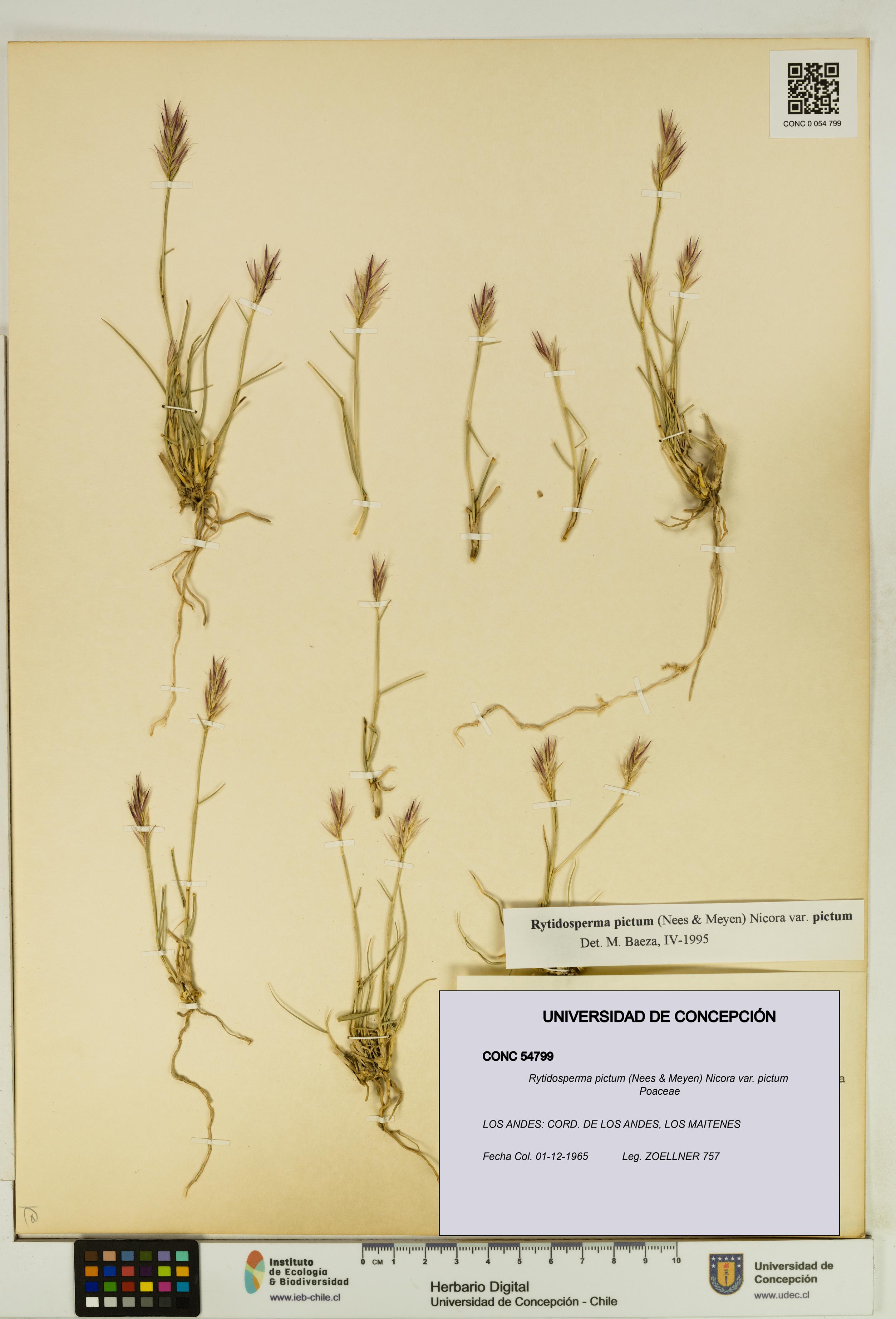 Rytidosperma pictum var. pictum [Espécimen: UDEC:CONC:0054799]