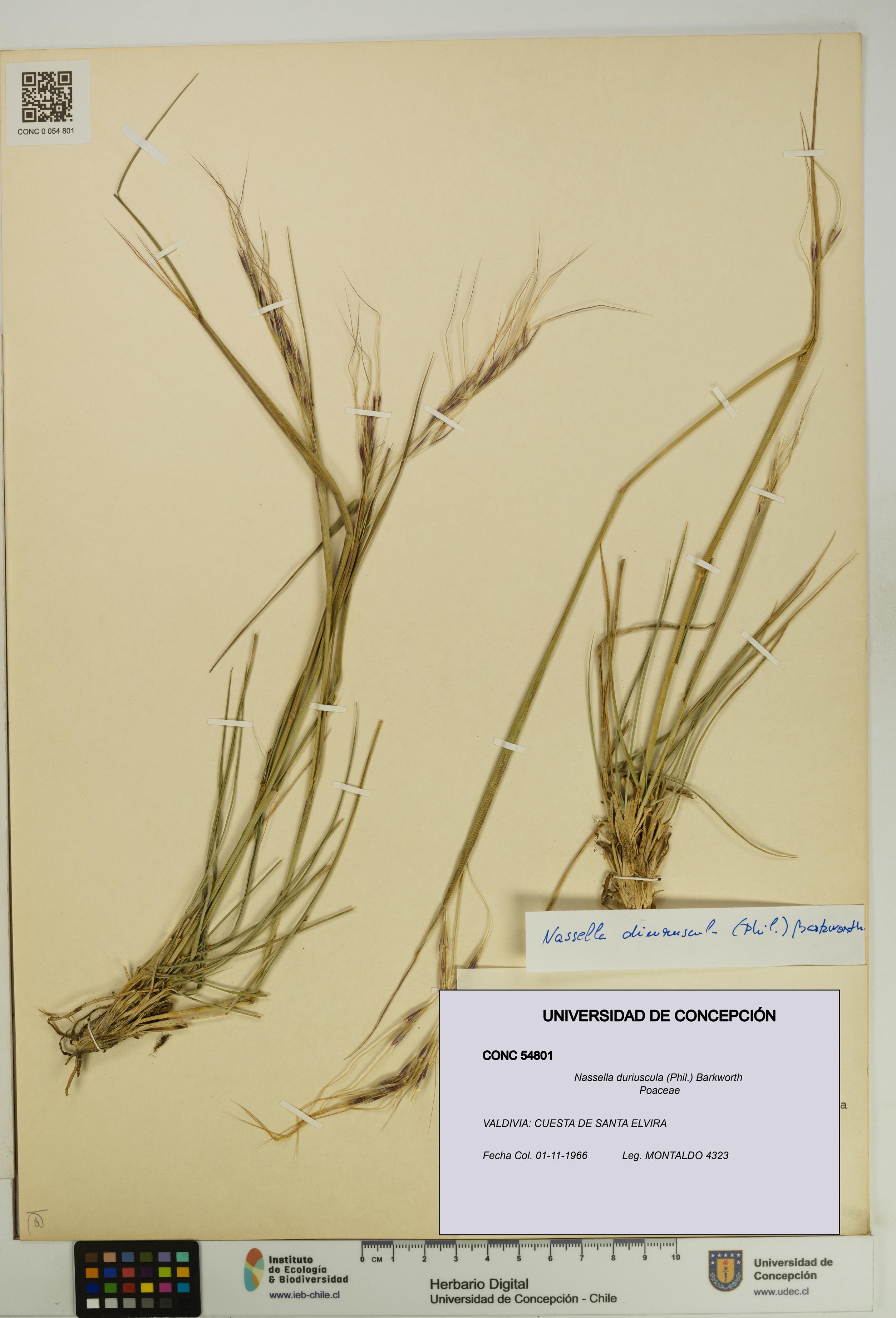 Nassella duriuscula [Espécimen: UDEC:CONC:0054801]