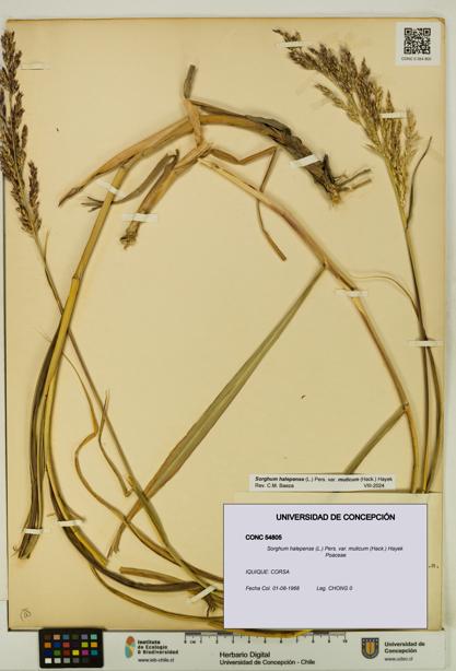 Sorghum halepense var. muticum [Espécimen: UDEC:CONC:0054805]